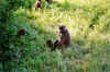 babouin1.jpg (276029 octets)
