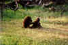 babouin2.jpg (232211 octets)