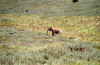 elephant3.jpg (207921 octets)
