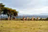 girafe2.jpg (212745 octets)