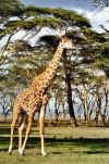 girafe3.jpg (345817 octets)