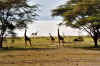 girafe4.jpg (250999 octets)