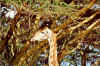girafe5.jpg (184467 octets)