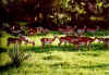 impala.jpg (277223 octets)