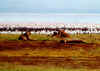lions.jpg (361821 octets)