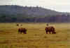 rhino1.jpg (258321 octets)