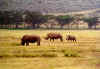 rhino2.jpg (247522 octets)